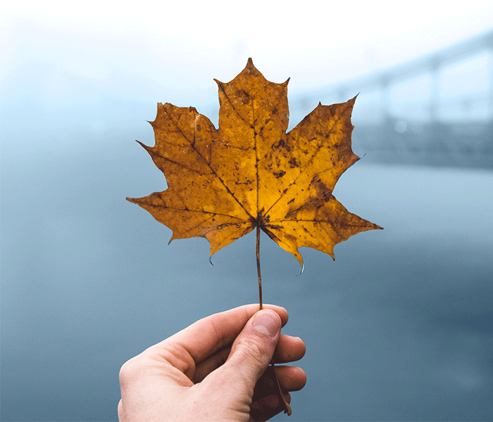 hand holding single brown maple leaf against bridge in the background